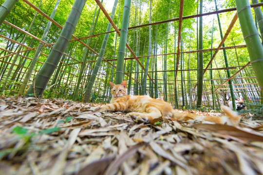 小花猫 猫