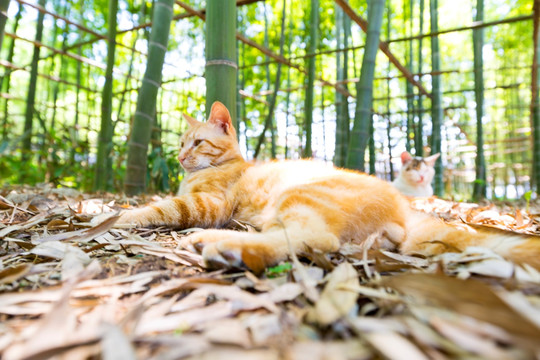 小花猫背影