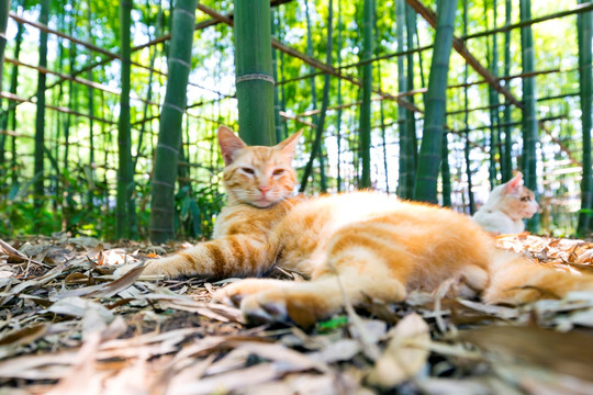 小花猫