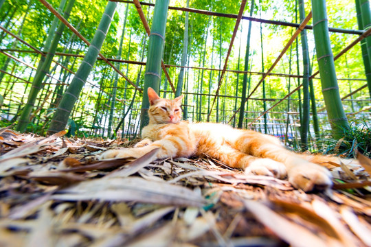 公园流浪小黄猫