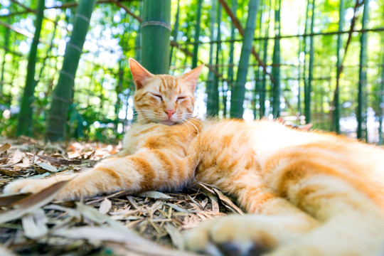 公园流浪小黄猫