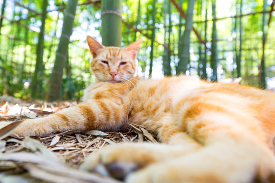 公园流浪小黄猫