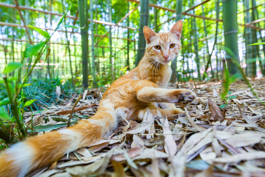 公园流浪小黄猫