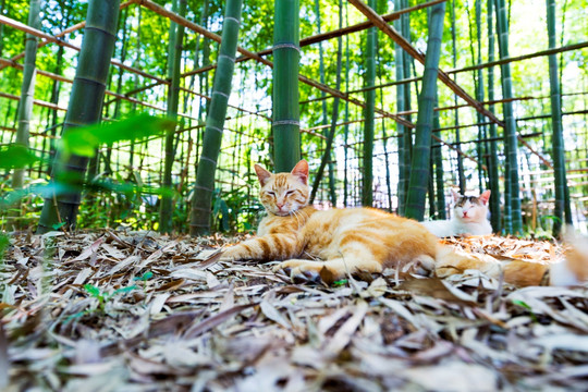 公园流浪小黄猫