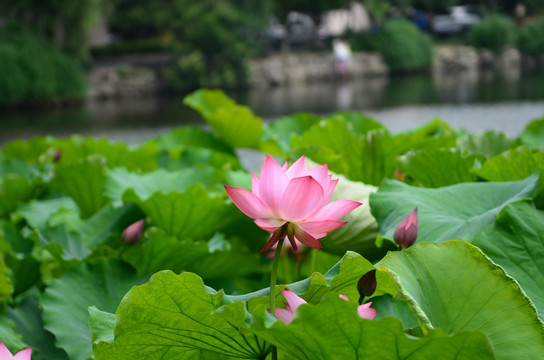 公园荷花 荷花