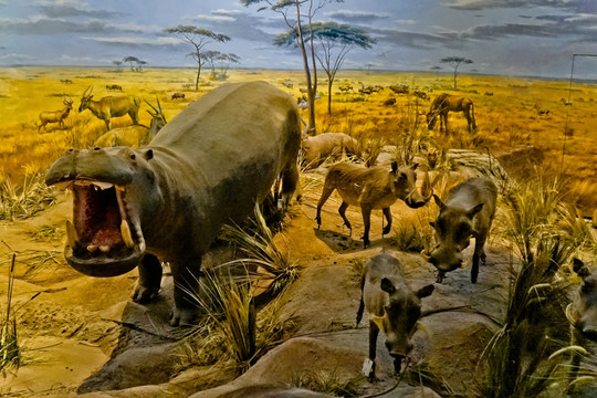 非洲动物 场景模拟 河马