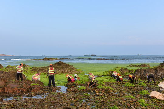 浒苔 清理浒苔