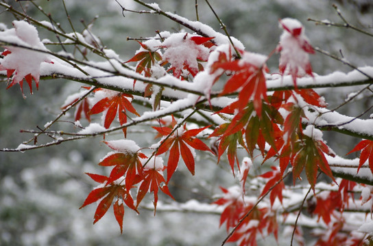 傲雪红枫