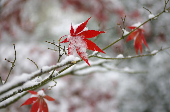 映雪