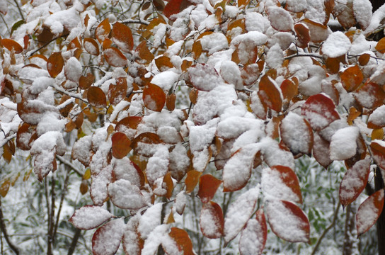 霜叶早雪