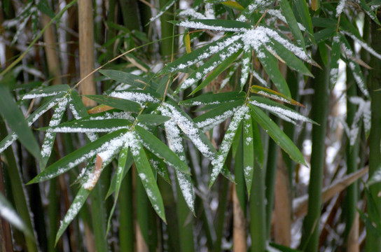 雪与竹叶