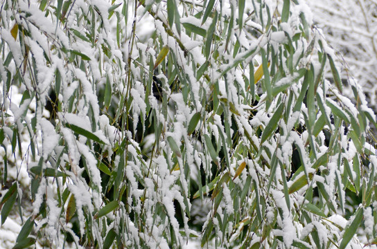 竹叶与积雪