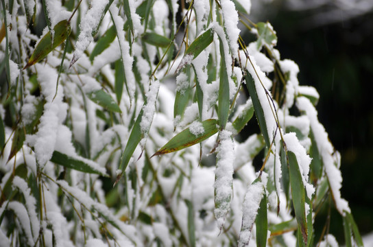 竹叶与积雪