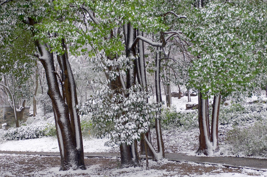 雪后大树