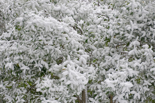 雪后桂花树