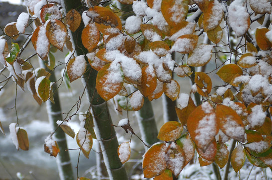 溪边霜叶雪中红