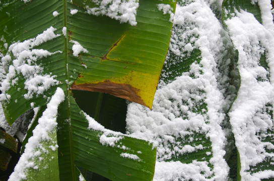 雪中芭蕉叶