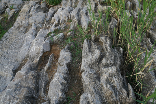 山体岩石与植物