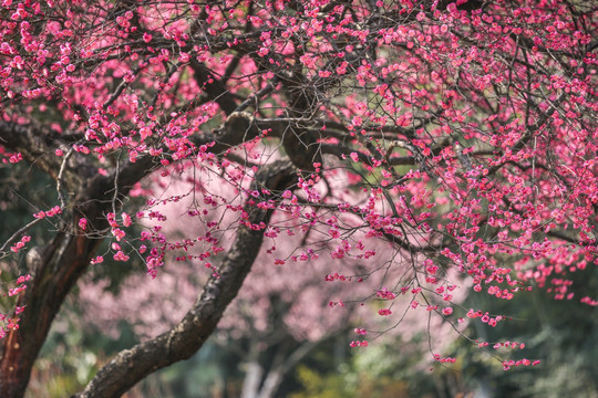 红色梅花树