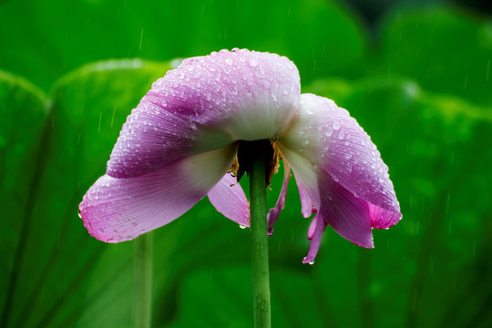 雨中荷花