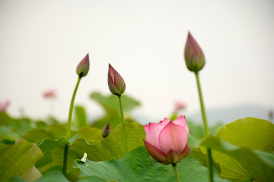 荷花写意花卉