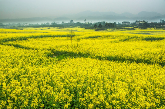 油菜花地