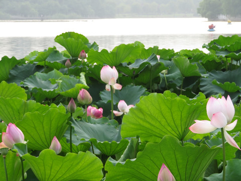 龙湖荷韵