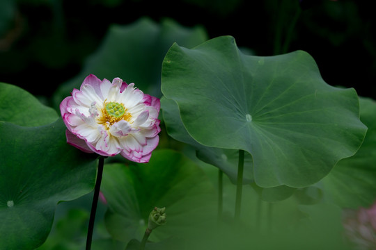 莲花荷花水芙蓉