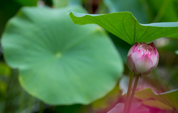 莲花 荷花水芙蓉