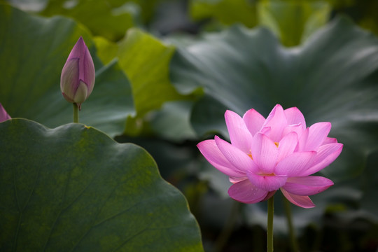 莲花荷花水芙