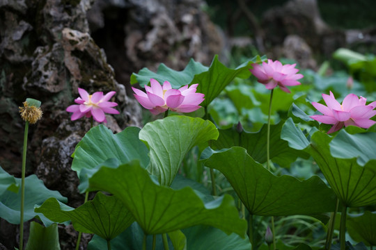 莲花荷花水芙