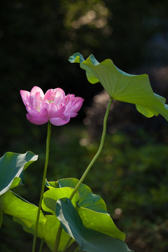 莲花荷花水芙