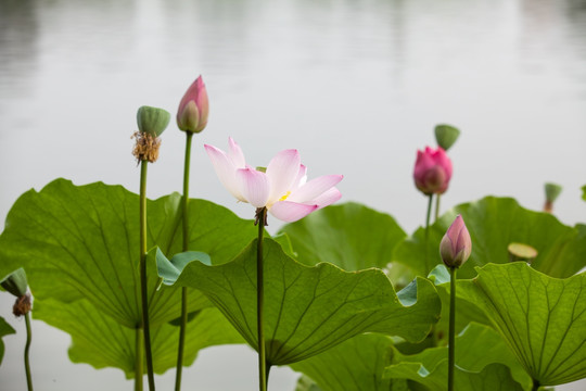 莲花荷花水芙