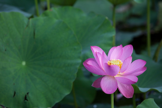 莲花荷花水芙