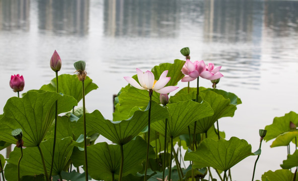 莲花荷花水芙