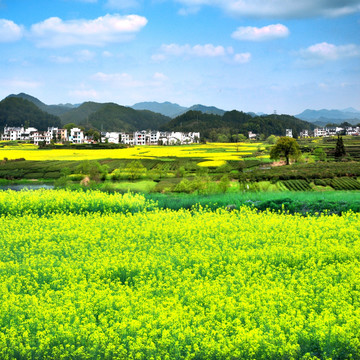 婺源春色风景