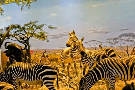 非洲大草原 非洲动物 史前动物