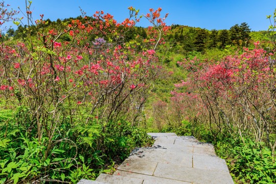 杜鹃花径