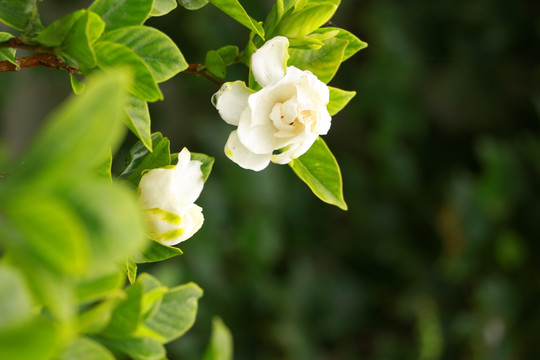 栀子花