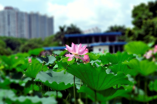 深圳洪湖公园