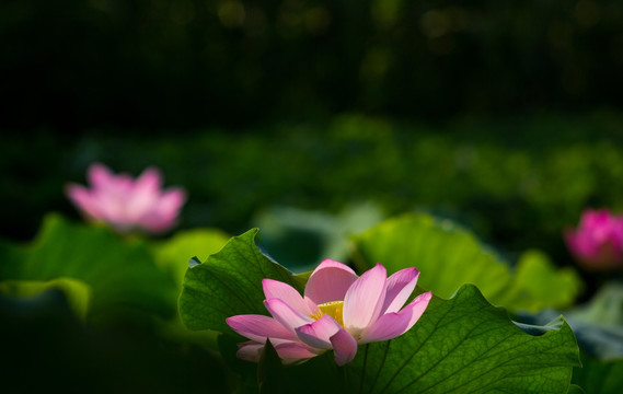 荷花 莲花