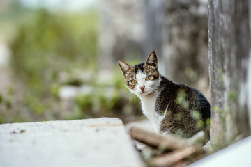 一只警觉的猫 