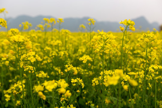 广西上林 油菜花