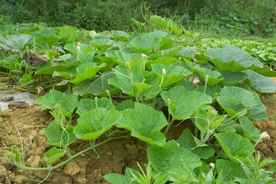 田园风光 蒲瓜地 庄稼地