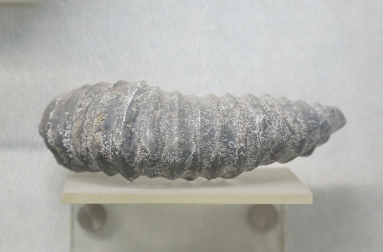 早石炭炭记的中国贵贵州珊瑚化石