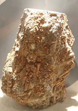 奥陶纪圆圆茎化石