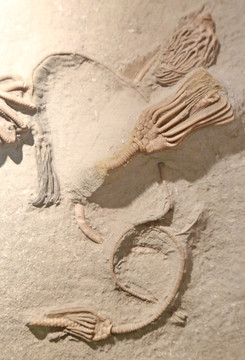 摩洛哥虫化石