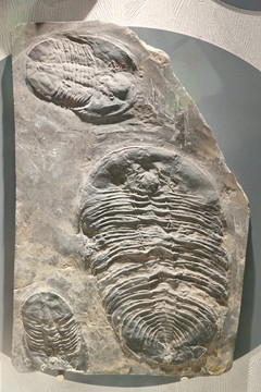 摩洛哥的早奥陶世虫化石