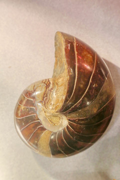 鹦鹉螺的化石菊石