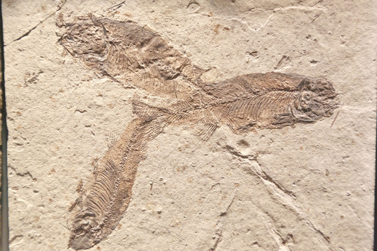 早白垩世的狼鳍鱼化石